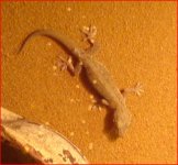gekko(3).JPG