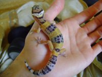 Molt 11.JPG Molt 11.JPG