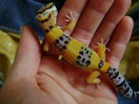 Molt 22.jpg Molt 22.jpg