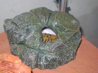 Molt 4 (HIDE).jpg Molt 4 (HIDE).jpg