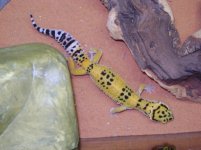 Molt 44.jpg Molt 44.jpg