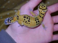 Molt 45.jpg Molt 45.jpg