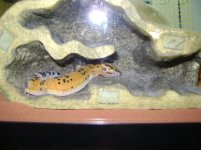 Molt 47.jpg Molt 47.jpg