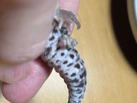IMG_3362.jpeg