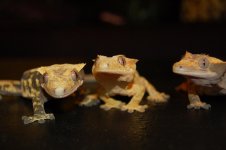 3 ladies 2.jpg