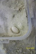 Wheeleri eggs first day of incubation (Small).jpg