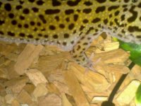 gecko.jpg