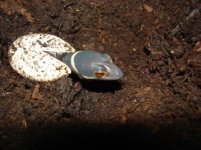 Geckohatchling11:20 pic3.jpg