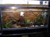 TerriC.elegans.jpg