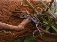 C.elegans.jpg
