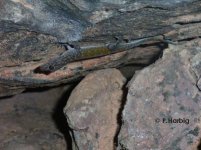 G.p.M im natürlichen Habitat.jpg