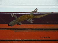 Gp.M als Kulturfolger.jpg