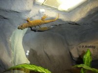 G.p. im Terrarium.jpg