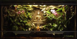 Buddha - Terrarium.jpg