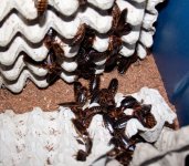 roachbinadults.jpg