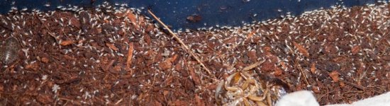 roachbinlittlewhitebugs.jpg