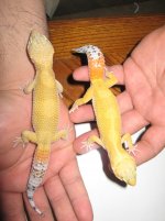 geckos 048.jpg