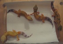 geckos 021.jpg