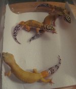 geckos 013.jpg