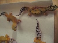 geckos 017.jpg