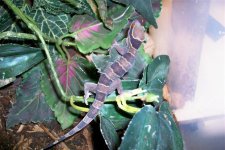 HEMIDACTYLUS FASCIATUS 1.jpg