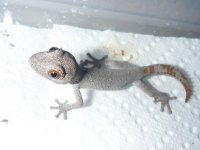 Geckos March 10 018.jpg