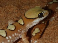 Geckos March 10 029.jpg
