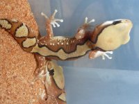 Geckos March 10 022.jpg
