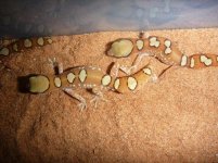 Geckos March 10 013.jpg