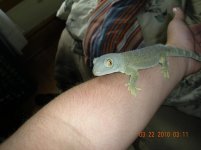 tame tokay pics 014.jpg