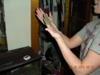 tame tokay pics 021.jpg