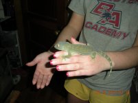 tame tokay pics 025.jpg