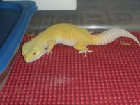 1st Paternless het raptor(female).jpg