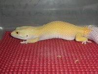 2nd paternless het raptor (female).jpg