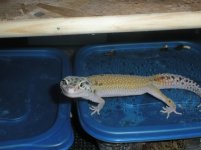 Eclipse het Raptor (male.jpg