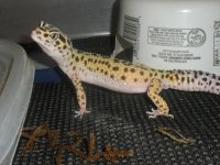 Loki( Reverse stripe jungle).jpg