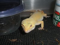 Pumkin (Aptor Female).jpg