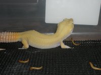 Raptor (male).jpg