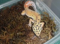 tangerine het raptor (female).jpg