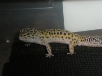 Spaz(Mack snow male).jpg