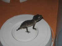 N.asper-male (3).JPG