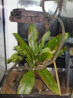 DSC00346.jpg