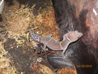 Chinese Cave gecko.jpg