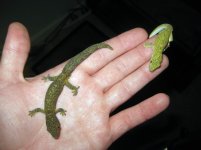 Eurydactylodes_males.jpg