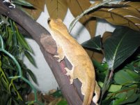 Rh.sarasinorum_charlie-branch.jpg