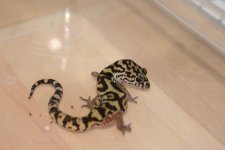 geckos-51.jpg