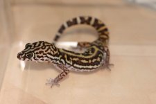 geckos-52.jpg