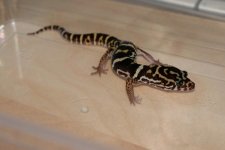geckos-53.jpg