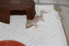 variegatus-10.jpg