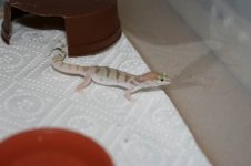 variegatus-16.jpg